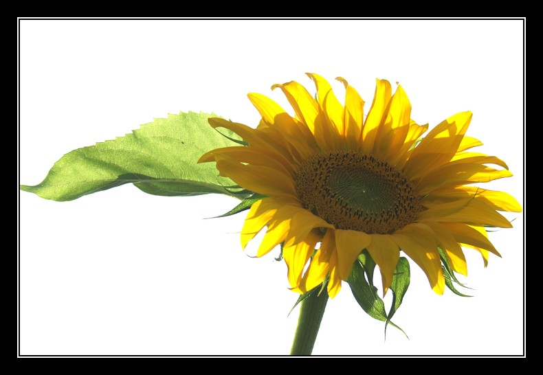 005 Fleurs